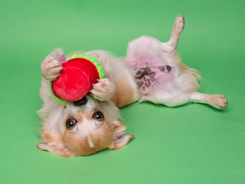 Carnival thumbnail 3