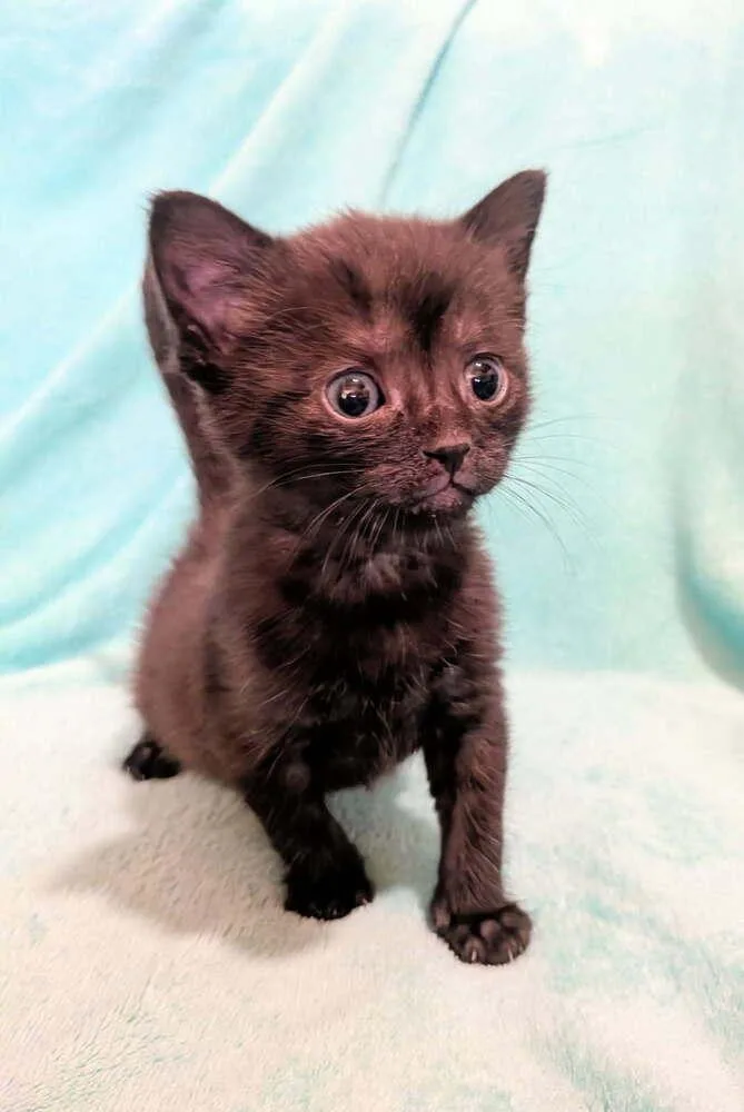 A baby small-sized male Black Domestic Short Hair cat named Pepper for adoption in Chalfont, PA