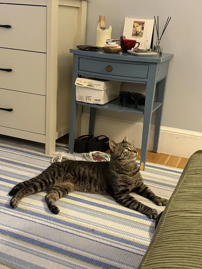 A young medium-sized male Brown / Chocolate Domestic Short Hair cat named Waffles for adoption in Somerville, MA