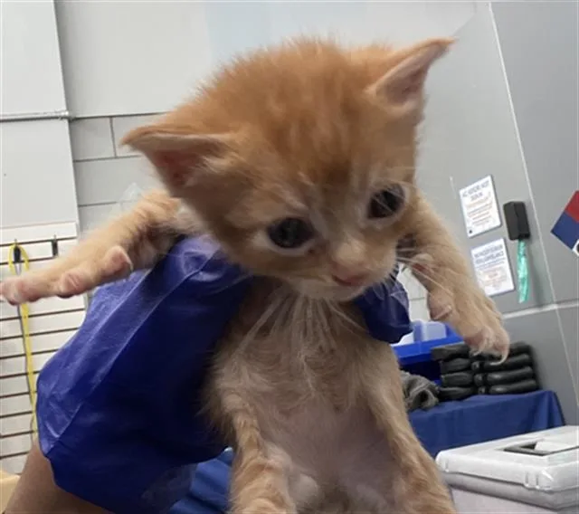 A baby medium-sized female Domestic Short Hair cat named Nala for adoption in Dallas, TX