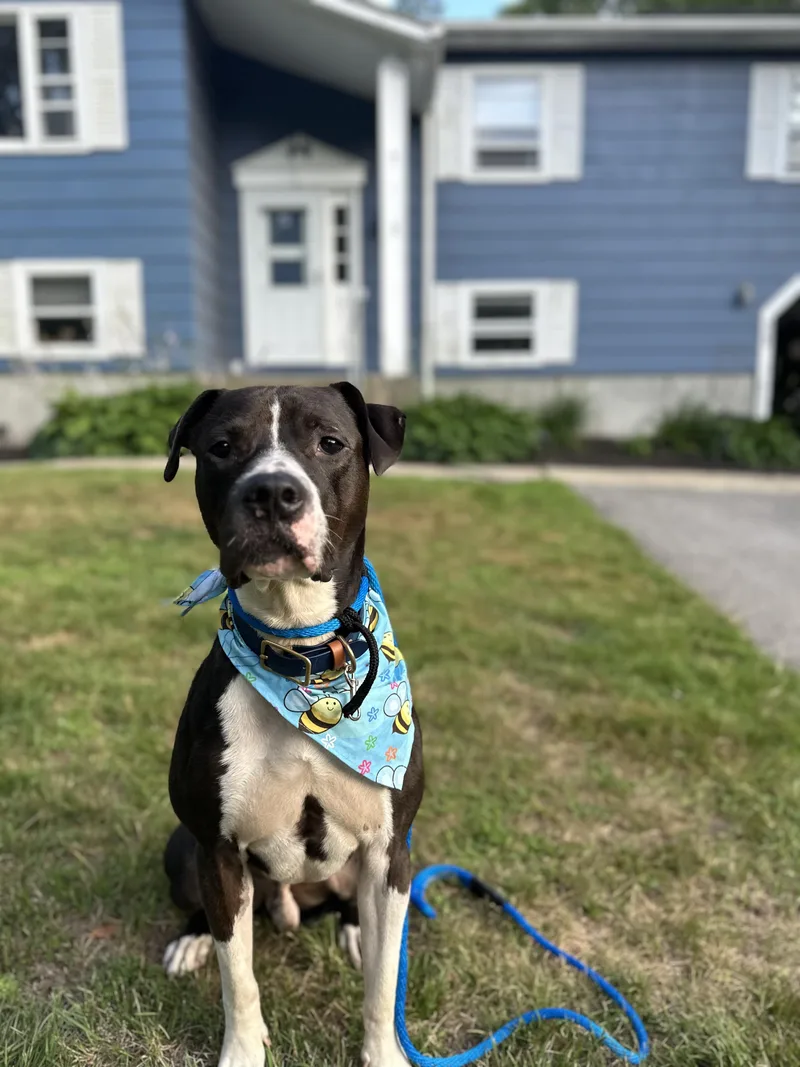 Mr. Clyde thumbnail 4