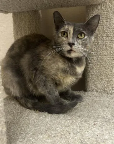 An adult small-sized female Domestic Short Hair cat named Rina for adoption in Roseville, CA