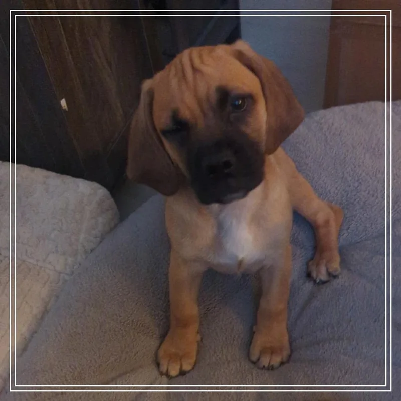 Simon