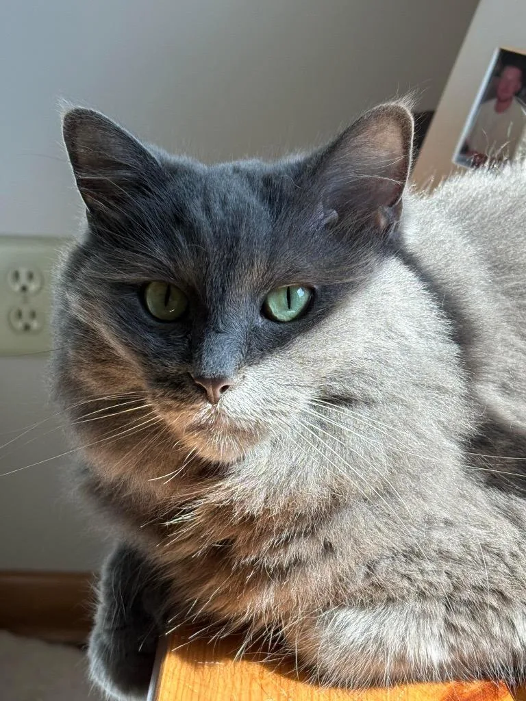 A senior large-sized female Domestic Medium Hair cat named Daisy for adoption in Minneapolis, MN