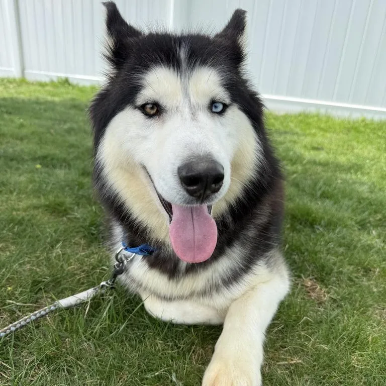 An adult medium-sized female Husky dog named Stormy for adoption in Medford, NY