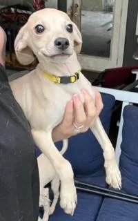 Yellow Collar thumbnail 2