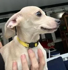 Yellow Collar thumbnail 3