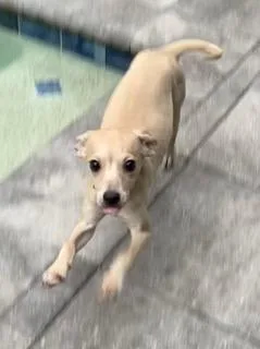 Yellow Collar thumbnail 4