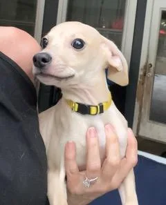 Yellow Collar thumbnail 5