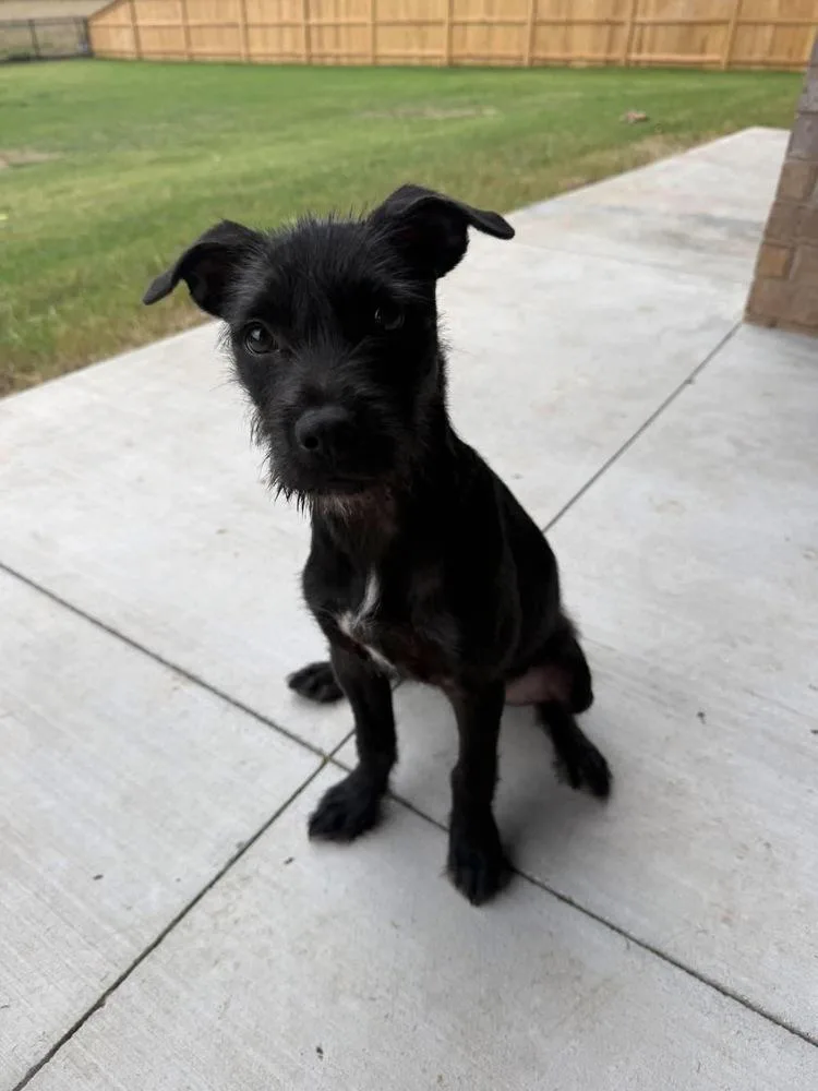 A baby medium-sized female Black Terrier dog named Maggie for adoption in Shawnee, OK