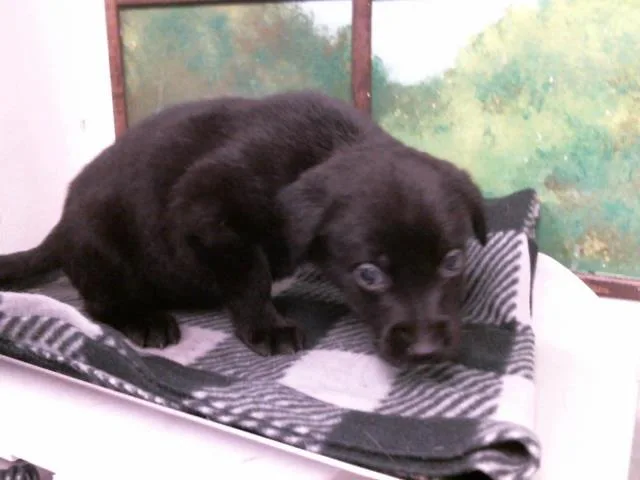 A baby small-sized male Labrador Retriever dog named Dino for adoption in Houston, TX