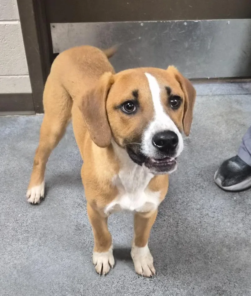 A baby medium-sized male Mixed Breed dog named Big Chicken for adoption in Rome, GA