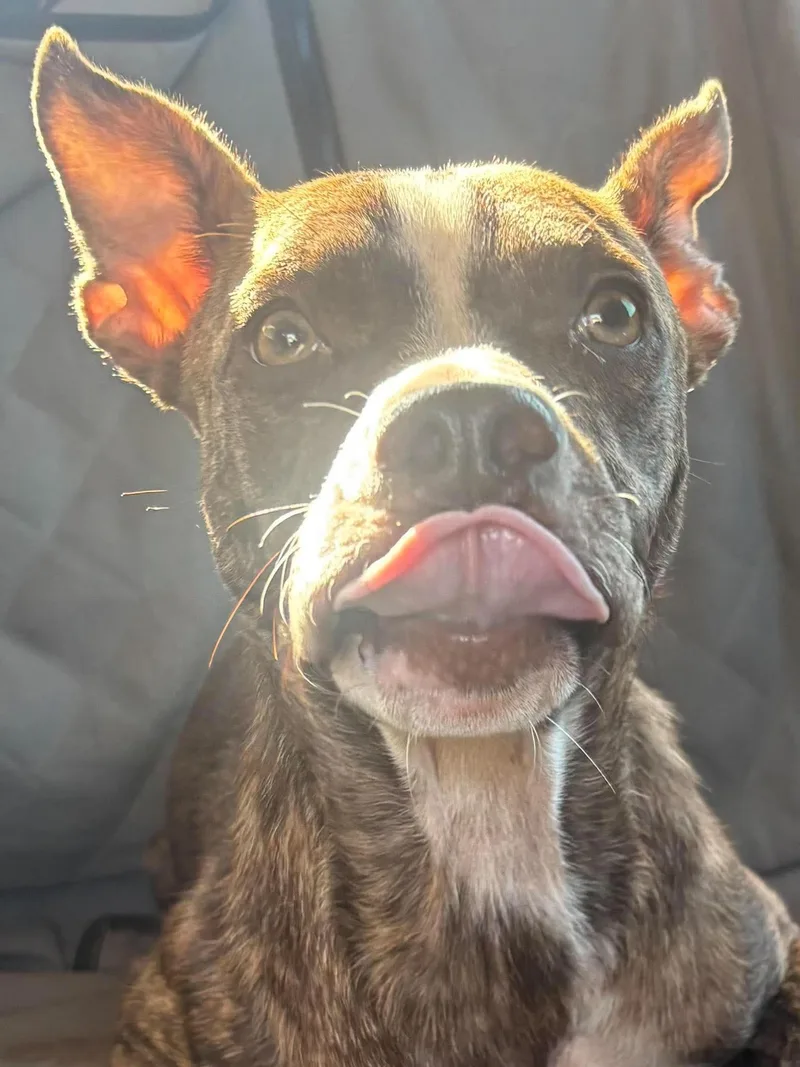 A young medium-sized female Brindle & White American Staffordshire Terrier dog named Asterin for adoption in Meeker, OK