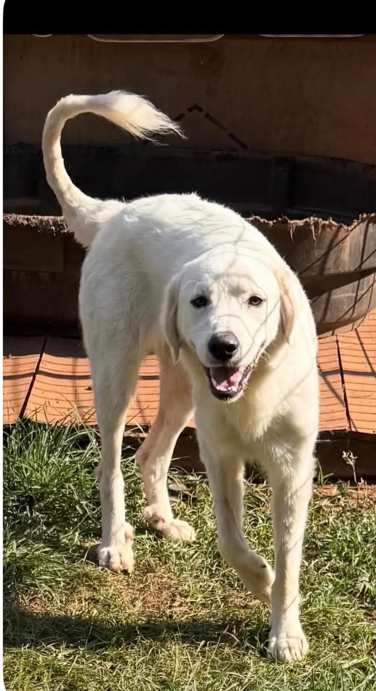 A young medium-sized female Cream Retriever dog named Lady for adoption in Meeker, OK