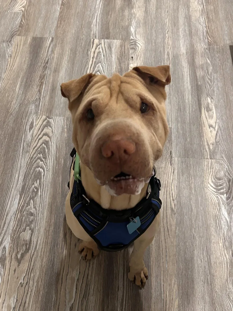 An adult medium-sized male Shar-Pei dog named Fredrick for adoption in Lake Forest, CA