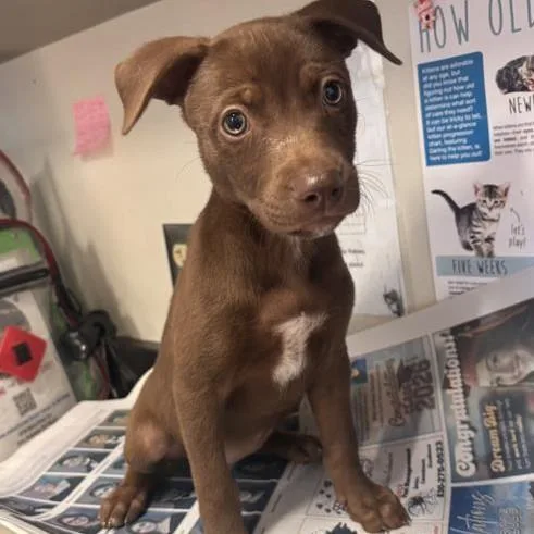 A baby small-sized female Labrador Retriever dog named Clove for adoption in San Antonio, TX