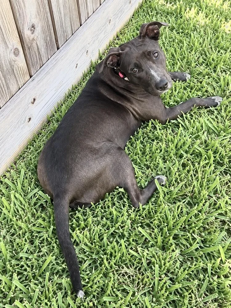 An adult medium-sized female American Staffordshire Terrier dog named Honey Comb for adoption in Saugus, MA