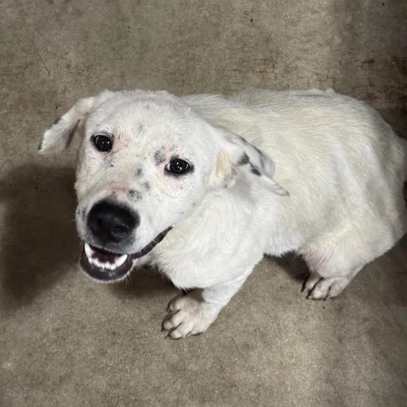 A young medium-sized female Terrier dog named Patches for adoption in Birmingham, AL