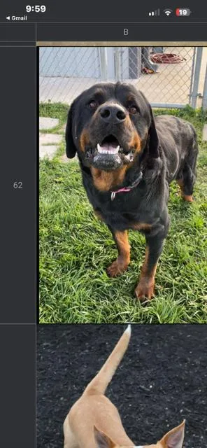 Maximus
