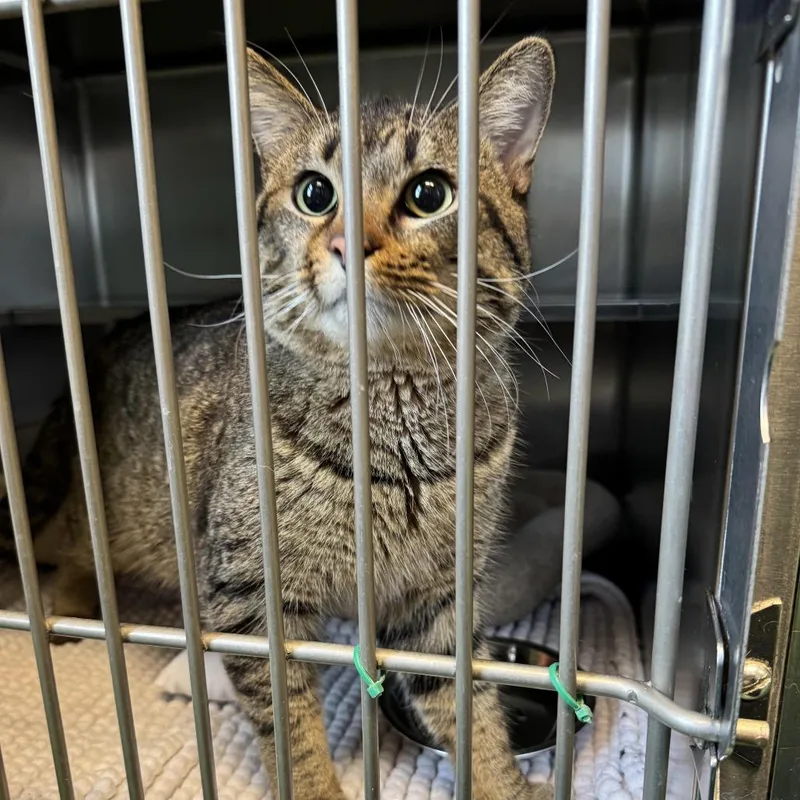 An adult large-sized male Brown / Chocolate Domestic Short Hair cat named Bacon for adoption in South Haven, MI
