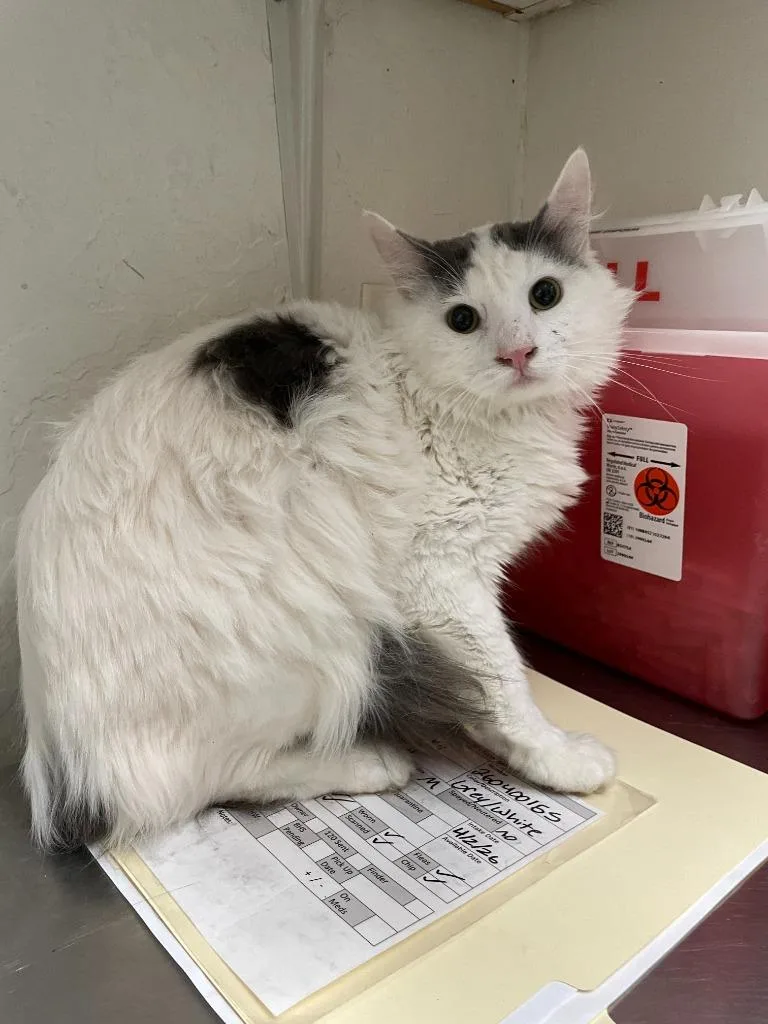 A young medium-sized male Domestic Long Hair cat named Echo for adoption in Chico, CA