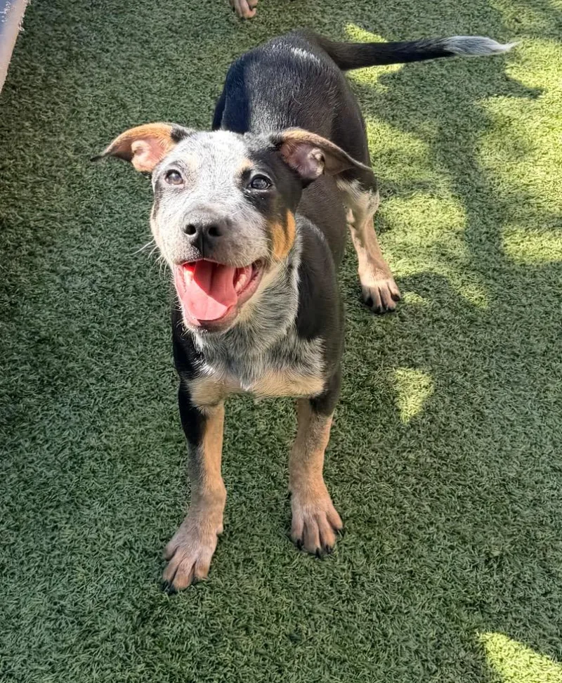 A baby medium-sized male Australian Cattle Dog / Blue Heeler dog named Aotrom for adoption in Newcastle, OK