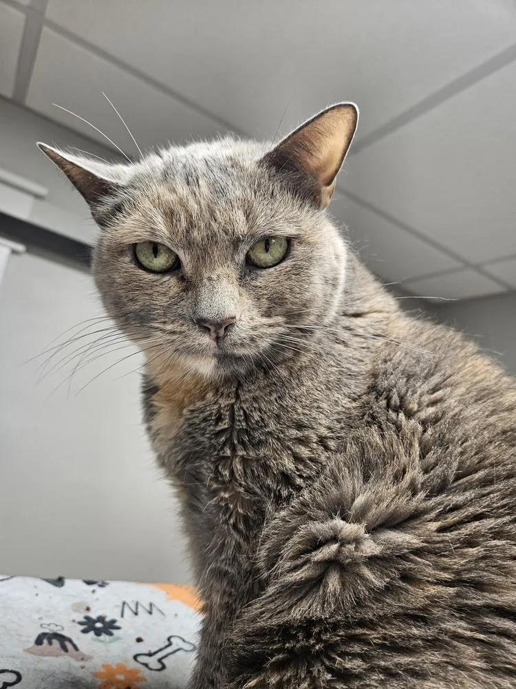An adult medium-sized female Domestic Short Hair cat named Stella for adoption in Greensboro, NC