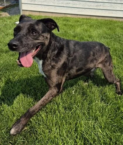 An adult medium-sized male Pit Bull Terrier dog named Zander for adoption in Butte, MT