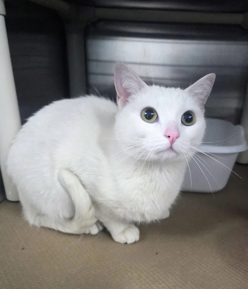 An adult medium-sized female White Domestic Short Hair cat named Snow White for adoption in Trenton, NJ