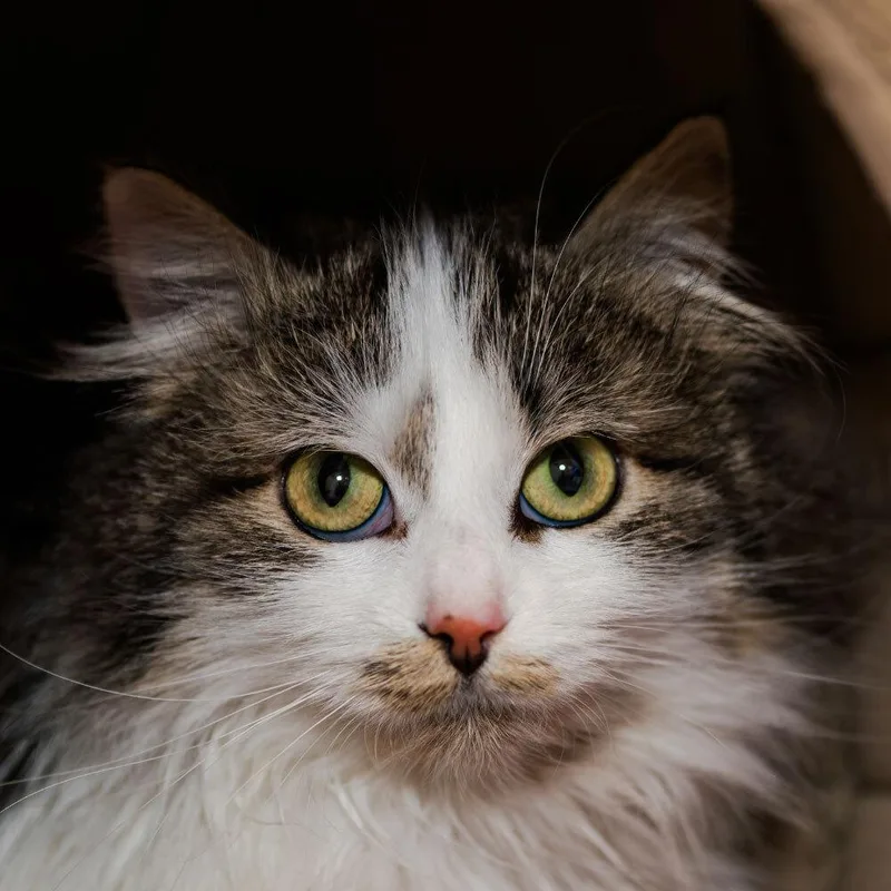 An adult small-sized female Domestic Long Hair cat named Eloise for adoption in Port Washington, NY