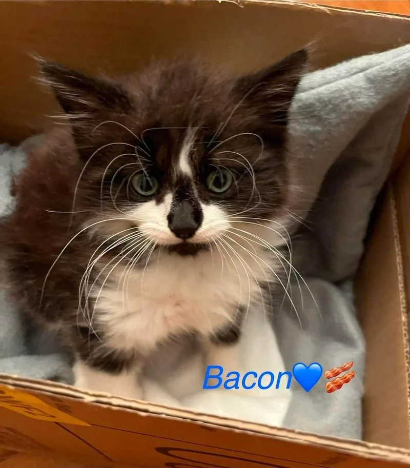 Bacon
