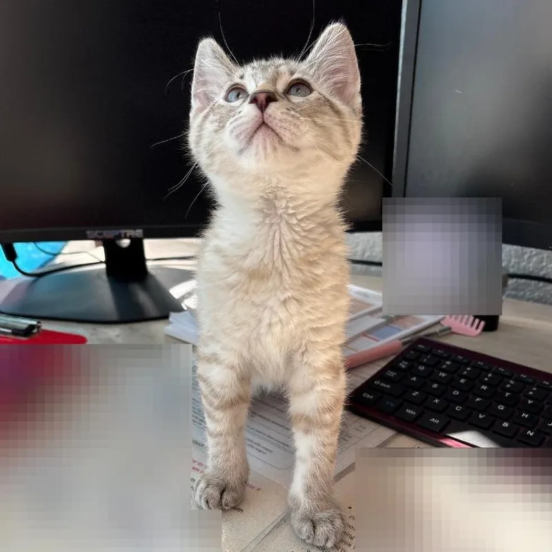 A baby small-sized male Domestic Short Hair cat named Bobby for adoption in Allyn, WA