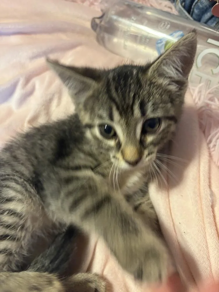A baby small-sized female Gray & White Tabby cat named Mellow for adoption in Deerfield, MI
