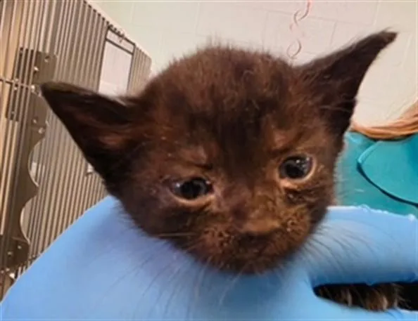 A baby small-sized female Domestic Short Hair cat named Juniper for adoption in Oklahoma City, OK