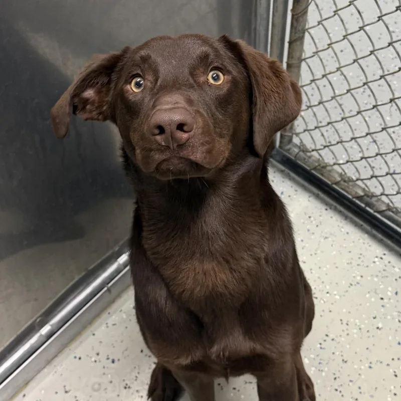 A young small-sized male Brown / Chocolate Chocolate Labrador Retriever dog named Choco for adoption in Marion, VA