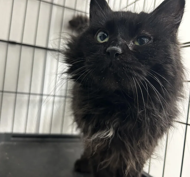 An adult medium-sized female Black Domestic Long Hair cat named Charcoal for adoption in Youngstown, OH