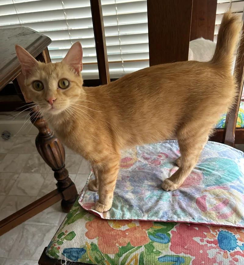 A young small-sized female American Bobtail cat named Jinger for adoption in Meeker, OK