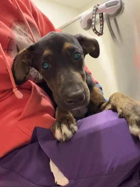 A baby small-sized female German Shepherd Dog dog named Saffron for adoption in Baytown, TX