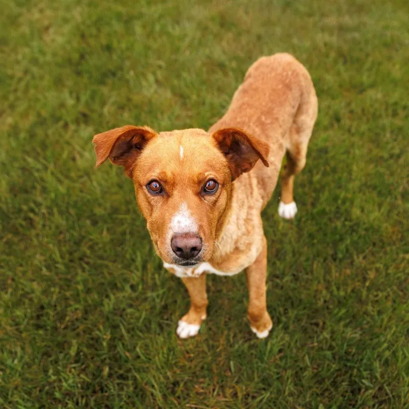 An adult large-sized male Yellow / Tan / Blond / Fawn Labrador Retriever dog named Martin for adoption in Buffalo, MN