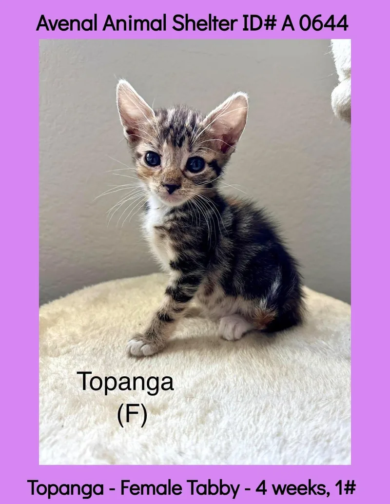 A baby medium-sized female Tabby (Brown / Chocolate) Domestic Short Hair cat named Topanga for adoption in Avenal, CA