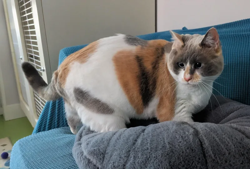 An adult large-sized female Dilute Calico Domestic Short Hair cat named Crystal for adoption in West Richland, WA