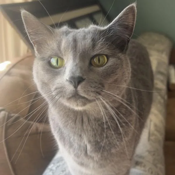 Ciri Bonded Buddy