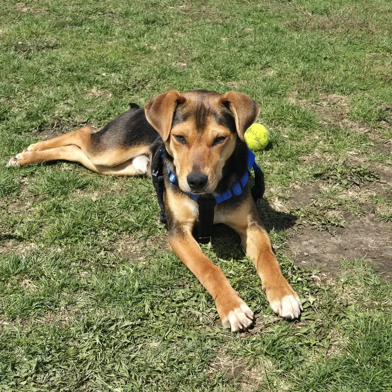 A young medium-sized male Black Shepherd dog named Nugget for adoption in Plainfield, IL