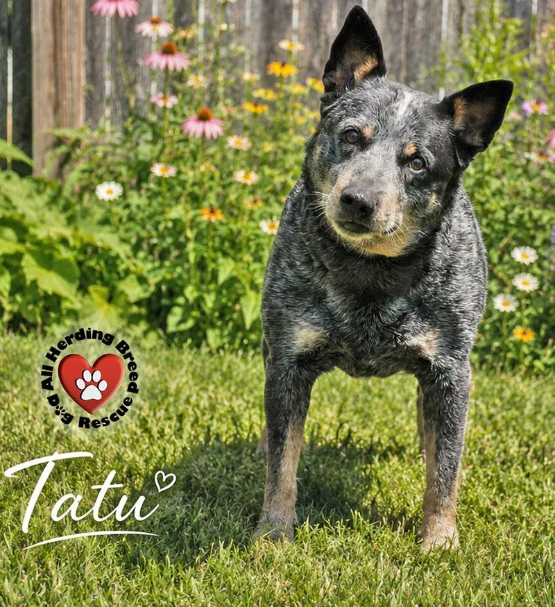 An adult medium-sized female Gray / Blue / Silver Cattle Dog dog named Tatu for adoption in Joliet, IL