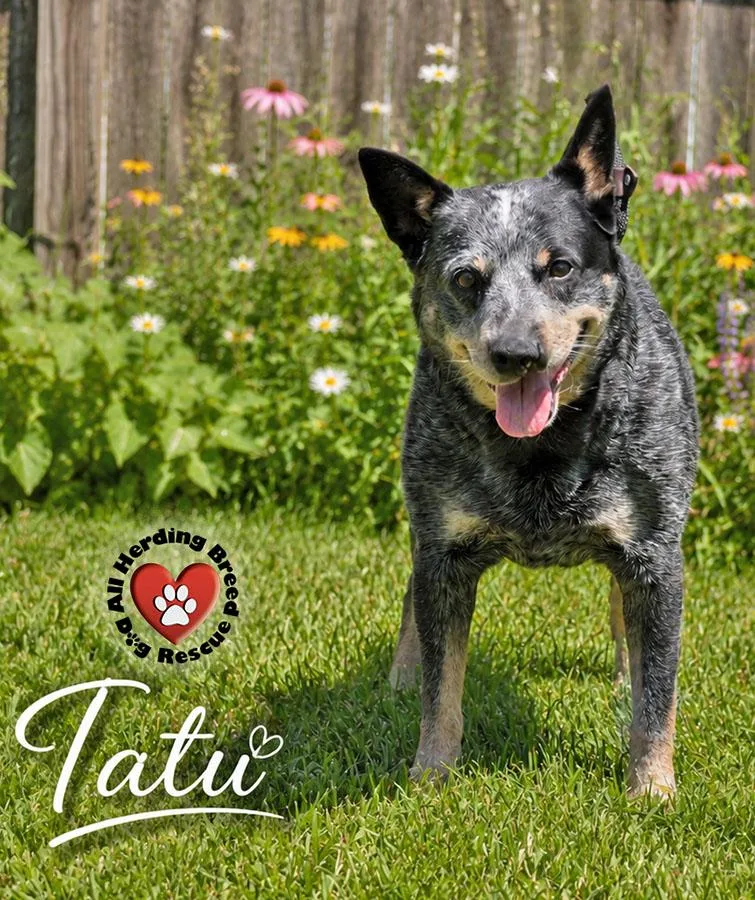 Tatu thumbnail 3