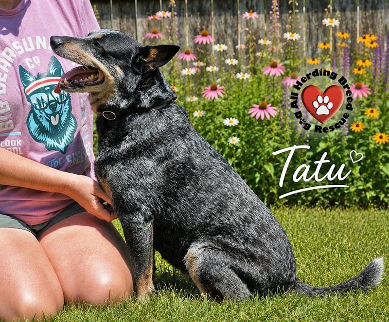Tatu thumbnail 4
