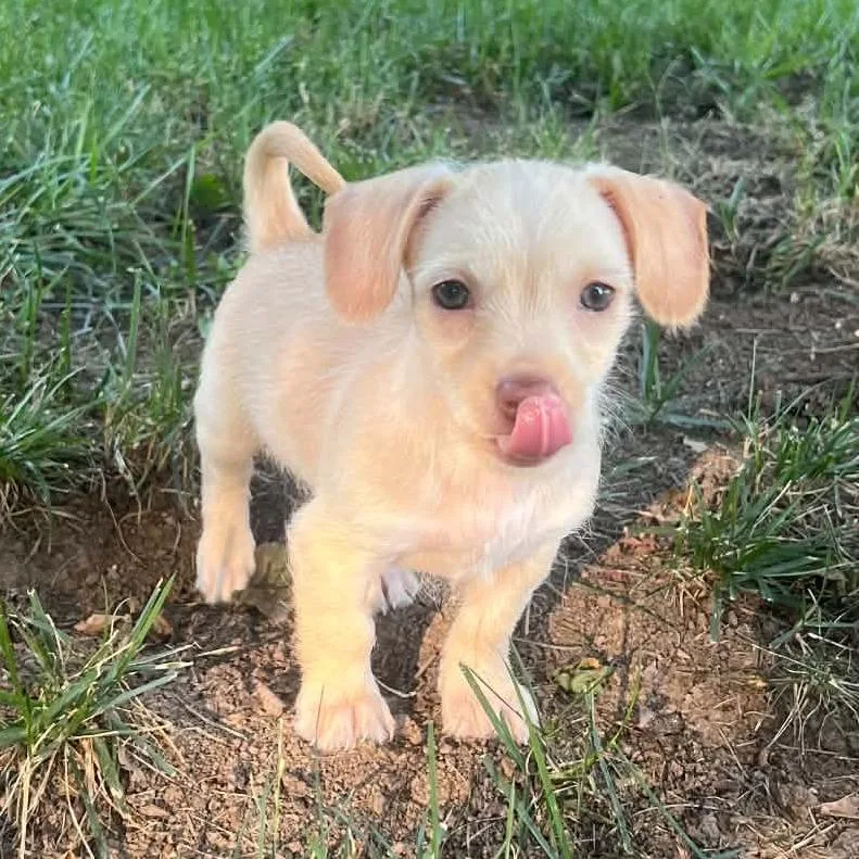 A baby small-sized female Yellow / Tan / Blond / Fawn Terrier dog named Junie B Jones for adoption in Olathe, KS