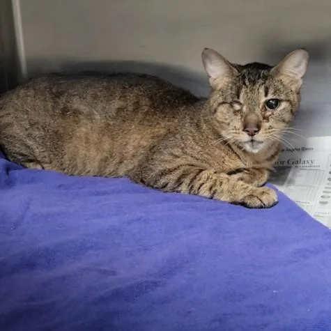 An adult large-sized female Domestic Short Hair cat named Solo for adoption in Los Angeles, CA