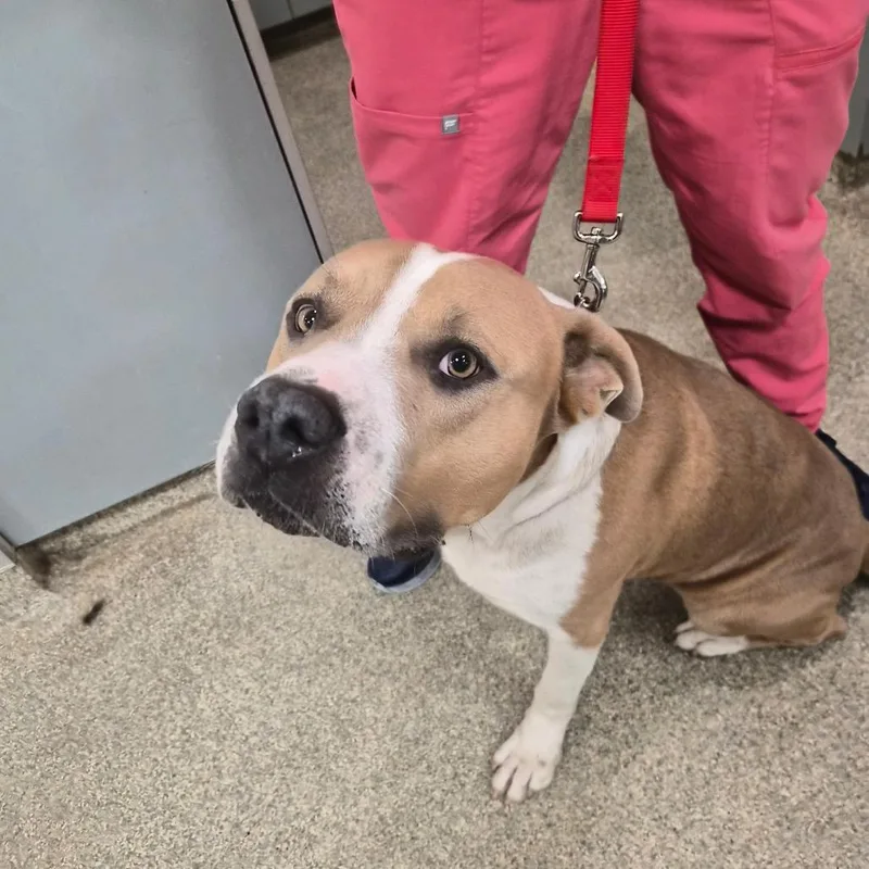 An adult large-sized male Yellow / Tan / Blond / Fawn Mixed Breed dog named Buffalo for adoption in Jacksonville, FL