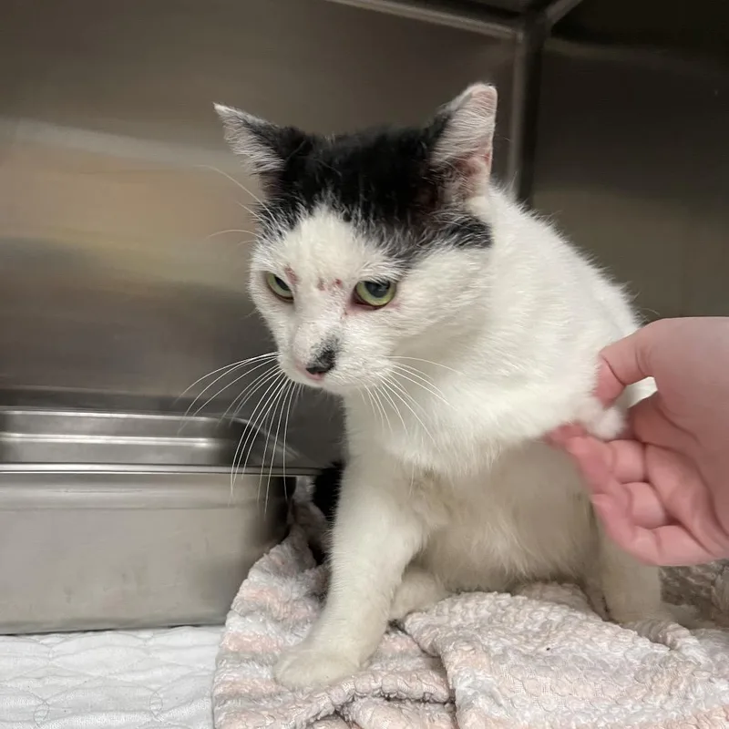 An adult large-sized male White Domestic Short Hair cat named Slick Rick for adoption in Canton, IL